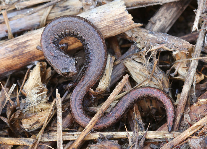 Slender Salamander